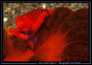 Red Symbiotic Schrimp.... :O)... by Michel Lonfat 
